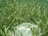 Thalassia testudinum meadow with Calianacid shrimp burrow in Bocas del Toro Panama