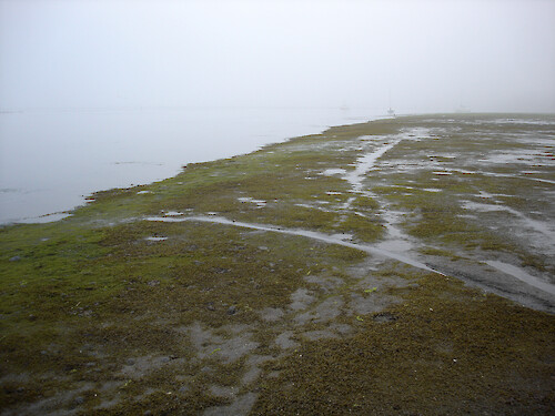 Estuarine mud flat at Morro Bay showing extensive macroalgae growth 