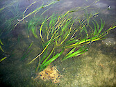 Zostera marina (eelgrass) growing amongst macroaglae in Morro bay