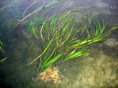 Zostera marina (eelgrass) growing amongst macroaglae in Morro bay