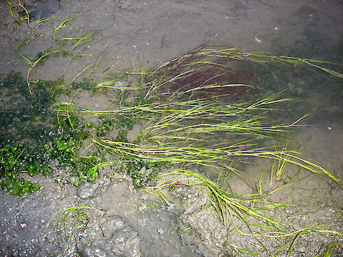 Ruppia growing on an intertidal mudflat in Morro Bay 