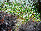 Phyllospadix (surf grass) growing inthe rocky intertidal of California 