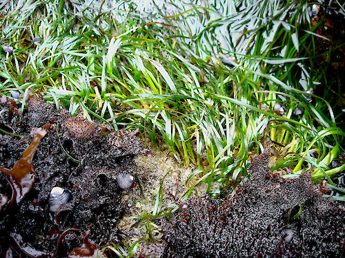 Phyllospadix (surf grass) growing inthe rocky intertidal of California 