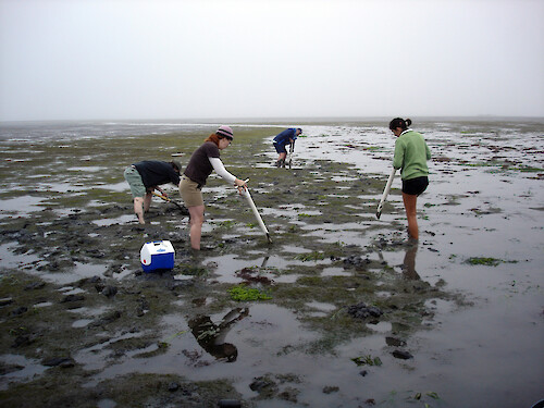 Scientists collecting infauna for ecological analysis in Morro Bay 