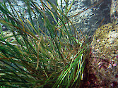 Phyllospadix underwater at Monterey Aquarium 
