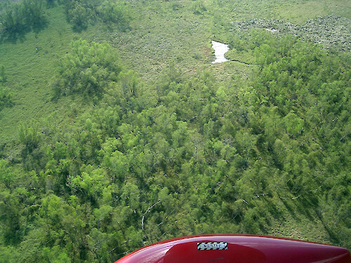 Intact wetlands of coastal Louisiana