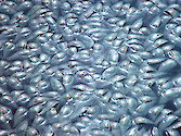 juvenile menhaden fish kill Greenwich Bay RI 8/20/03 