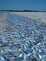 juvenile menhaden fish kill (photo 2) Greenwich Bay RI 8/20/03 