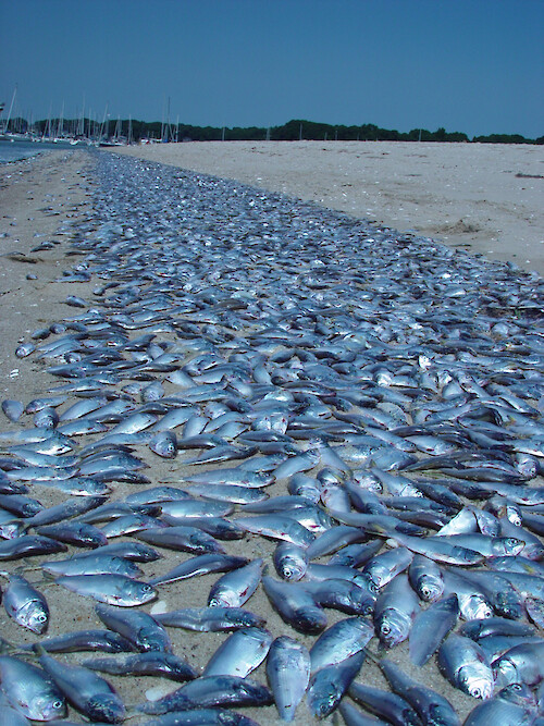 juvenile menhaden fish kill (photo 2) Greenwich Bay RI 8/20/03 