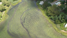 Helicopter view of a dense green macroalgal bloom (either Ulva or Enteromorpha) in Buttonwoods Cove, Warwick, RI. This area receives significant failing septic system nutrients and is poorly flushed.