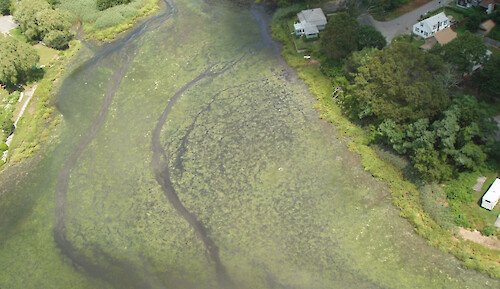 Helicopter view of a dense green macroalgal bloom (either Ulva or Enteromorpha) in Buttonwoods Cove, Warwick, RI. This area receives significant failing septic system nutrients and is poorly flushed.