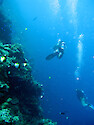 Drift diving along a coral wall between the Blue Holes and Blue Corner, Palau.