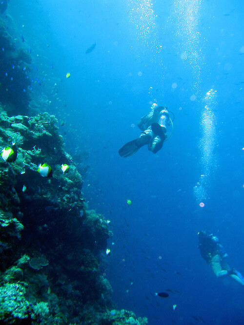 Drift diving along a coral wall between the Blue Holes and Blue Corner, Palau.