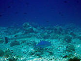 Barracuda at the Blue Corner, Palau