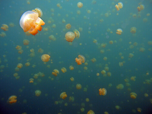 Several marine lakes in the Republic of Palau have been cut off from the sea for 10,000-15,000 years. The jellyfish (Mastigias species) in these lakes have evolved to become stingless. The jellyfish also host symbiotic algae which require sunlight to photosynthesize. In order to provide enough light for their algae, the jellyfish migrate across the lakes during the day, following the sun.