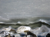 The frozen Choptank River, February 2007.