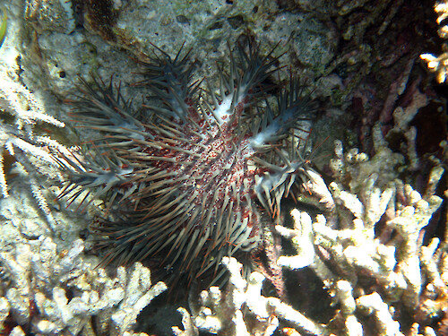 Crown-of-thorns starfish (Acanthaster planci) eating coral at a site monitored by the Palau International Coral Reef Center.