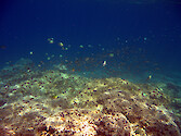 Underwater scenes at The Cemetery, Palau