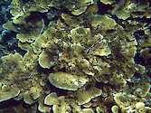 Plate coral at the Cemetery, Palau