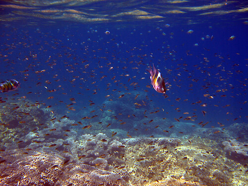 Underwater scenes at The Cemetery, Palau