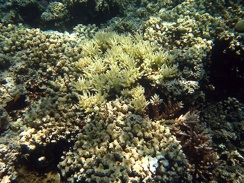 Small patches of bleached coral at The Cemetery in Palau