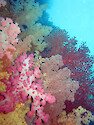 Soft coral at the Soft Coral Arch, Palau. The arch is formed by a limestone 'bridge' between two of the Rock Islands