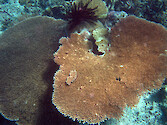 This plate coral was at one of the sites monitored by the Palau International Coral Reef Center