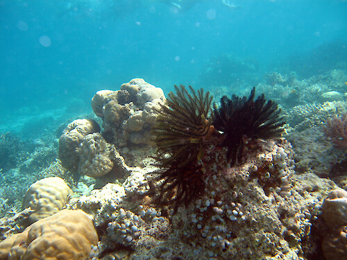 Feather stars are related to starfish and sea urchins. They filter feed by catching particles from the water column with their extended tentacles.