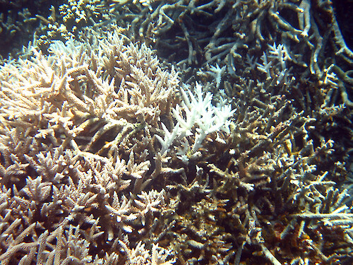 Small patch of bleached coral at a site monitored by the Palau International Coral Reef Center.