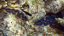 Giant clams (Tridacna species), like corals, contain symbiotic dinoflagellates called zooxanthellae. Like corals, clams can also bleach during times of warm water temperatures.