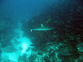 A grey reef shark (Carcharhinus amblyrhynchos) at the Ulong Channel, Palau. In the background is an enormous colony of plate coral (Montipora species)