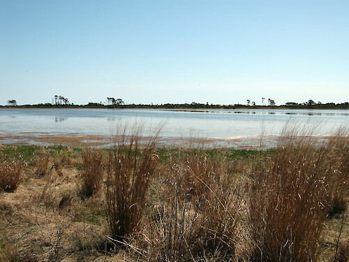 The Chincoteague National Wildlife Refuge was established in 1943 as a wintering area for migratory waterfowl