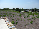 This brand new 12,500 square foot green roof on top of the Severn Savings Bank in Annapolis will filter and absorb stormwater, insulate the building in the winter, and cool it during the summer. Spa Road is in the background.