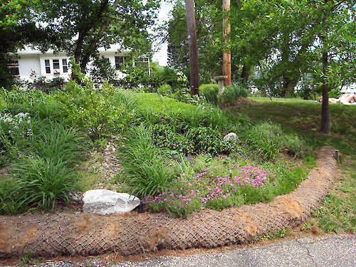  This native plant garden is utilizing 'living shoreline' techniques. The 'biolog' in the foreground is preventing erosion and benefits the water quality in Spa Creek