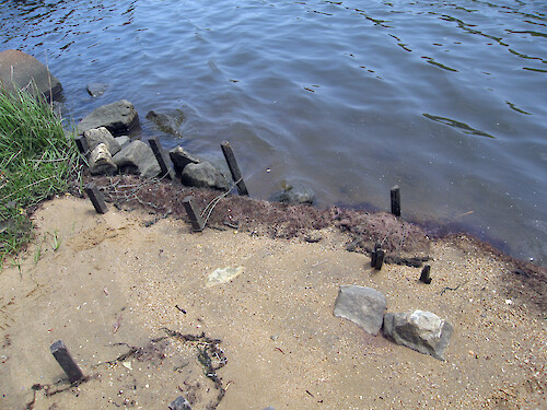 'Living shoreline' techniques, such as this 'biolog', prevent erosion and benefit water quality.