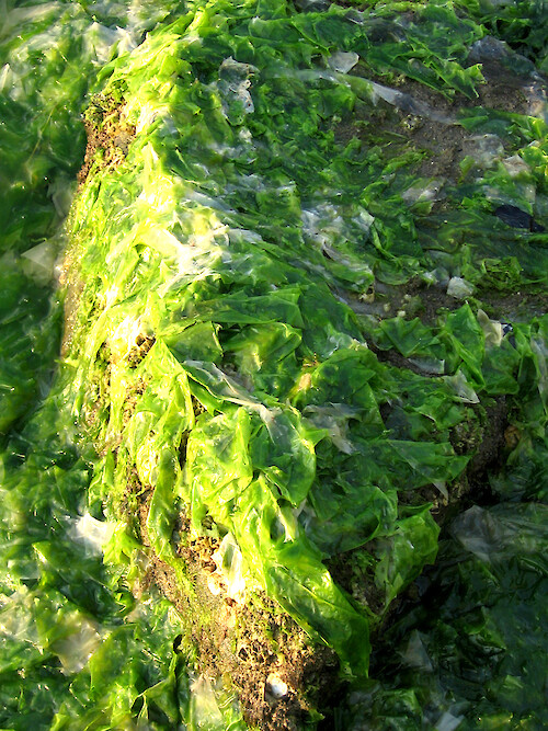 Macroalgae bloom, Ulva lactuca (sea lettuce), that washed up onto the Oxford beach along the Tred Avon River.
