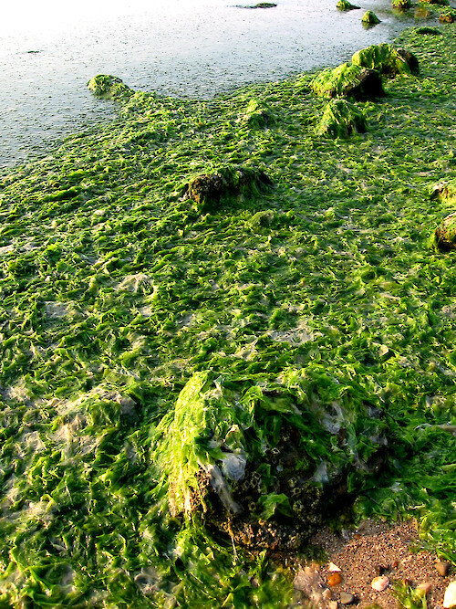 Macroalgae bloom, Ulva lactuca (sea lettuce), that washed up onto the Oxford beach along the Tred Avon River.