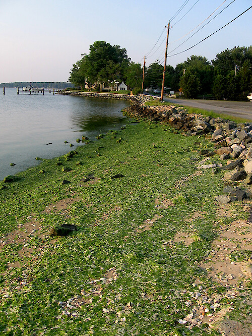 Macroalgae bloom that washed up onto the Oxford beach along the Tred Avon River.