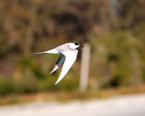 Forster's Tern in flight. Taken in Charlotte County Florida