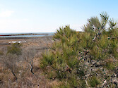 Loblolly pines (Pinus taeda) above the marsh at Assateague National Seashore. Chinoteague Bay is in the background. 