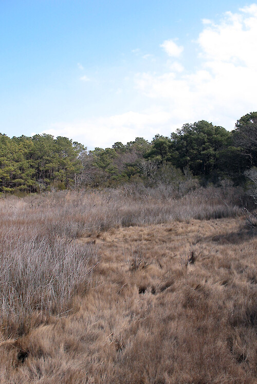 Salt meadow cord grass (Spatina patens) in the marsh at Assateague National Seashore. Note how the wind has fromed 