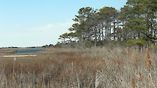 Pine forest and marsh behind the North Beach of Assateague National Seashore. 