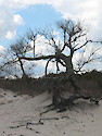 Tree in the dune forest at Assateague National Seashore. 