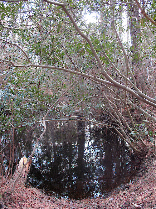 Freshwater pond in the forest at Assateague National Seashore. These ponds naturally form when depressions below the water table fill with freshwater. 