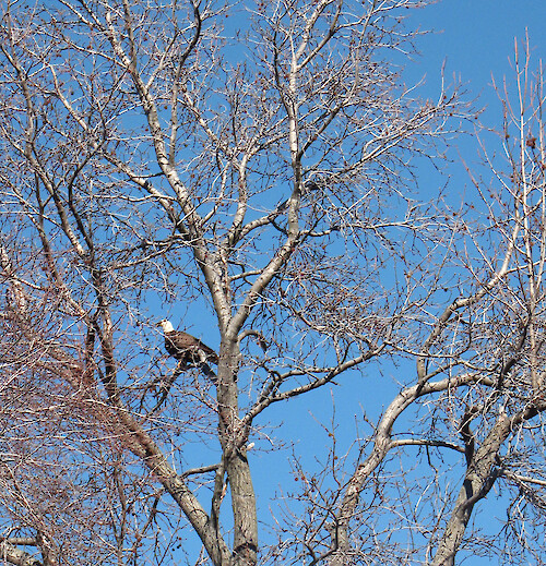 Bald eagle (Haliaeetus leucocephalus) in a tree outside the IAN bath house. 
