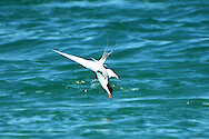 This Forster's tern was photographed diving for food in Charlotte County Florida