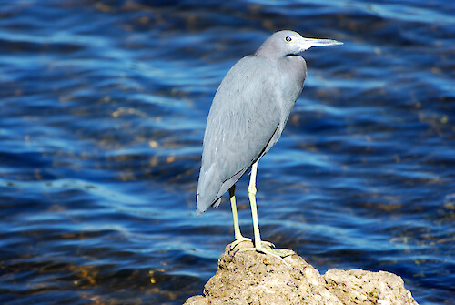 Little Blue Heron resting in Charlotte County Florida