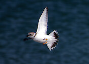 Piping Plover flying