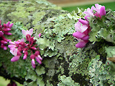 Eastern Redbud blossom with lichen 
