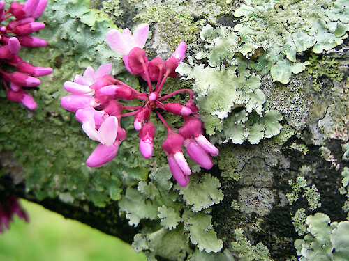 Eastern Redbud blossoms with lichen